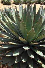 We did not find results for: Agave Blue Glow A Complete Care Guide The Tilth
