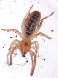 Are there camel spiders in southern california ? Solpugids And Camel Spiders Archives Page 14 Of 20 What S That Bug
