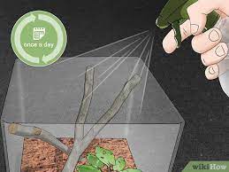 Here are 10 fascinating facts about praying mantids. Eine Behausung Fur Eine Gottesanbeterin Erschaffen Wikihow