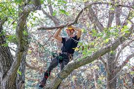 On average, homeowners across the u.s. Pricing Guide How Much Does Tree Removal Cost Lawnstarter