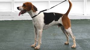 Image result for Harrier dog