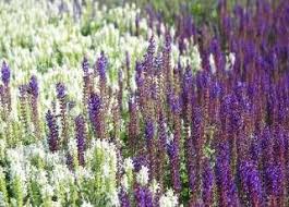 Steppen Salbei Salvia Nemorosa Ziersalbei Blau Winterhart Ziersalbei Salbei Winterharte Stauden