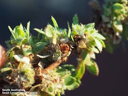 Image result for Bergia