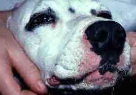 Dog Allergies Causes And Treatment Options For Canine Relief Now