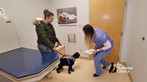 (3 days ago) pet wellness clinic about the clinic knowing that animal care is close to people's hearts but not in the budget, just animals is bringing affordable basic care to the surrounding communities. Noblesville Pet Wellness Clinic Noblesville Veterinarian