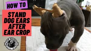 Our pups start to teethe at about 14 to 17 weeks of age. American Bully How To Stand Dog Ears After Ear Crop At Home Pahirapan Na Naman Behave Stitch Youtube