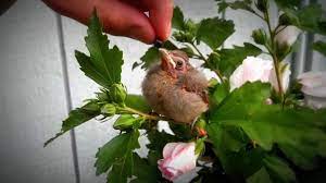 The baby cardinals are fast growing and they fledge, or leave the nest, 9 to 11 days after hatching. Baby Buuurrrdd Cardinal Fledgling Bird Eating Wild Blueberries Youtube