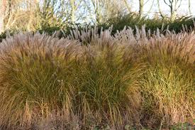 Lay the grass with the pile leaning towards use a craft knife to trim the edges of the artificial grass rolls. How Why To Cut Back Ornamental Grasses In Late Winter Early Spring