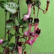 Image result for Ceropegia burchelliana