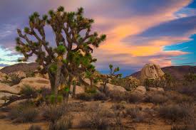 Joshua Tree National Park Lucas Cometto Wilderness Landscape Photography