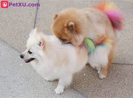 Additionally, a dog breeding business should be registered with the akc, and each litter ought to be registered with the club. How To Breed Dogs Strategies Choose A Mate When Prepare What To Do When Your Female Dog Mating Petxu