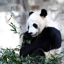 Baby panda named after hoop star signed by charlotte bobcats. Washington S Other Drama The Unbearable Departure Of Its Last Panda Cub The New Yorker