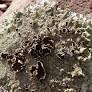 lichen from homegarden.cahnr.uconn.edu
