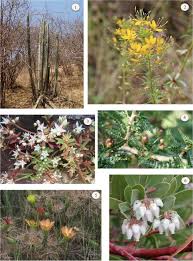 Image result for Triumfetta setulosa