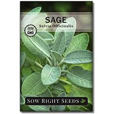 I started these seeds easily in a milk jug during the winter, then transferred them outside to live in 5b. Amazon Com White Sage Salvia Apiana Seeds 100 Non Gmo Heirloom Open Pollinated Seeds From The United States Garden Outdoor