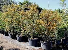 Image result for Brya