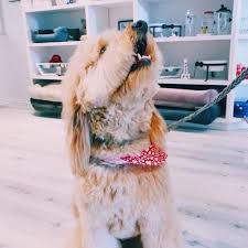 We will find the best pet grooming services near you (distance 5 km). Cheap Dog Grooming Cheapgrooming Twitter