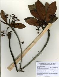 Image result for Belonophora coffeoides