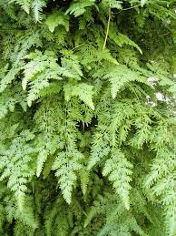 Christian Totty Ferns Garden Ferns Fern Plant
