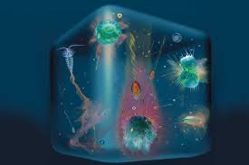 Image result for drop of seawater microscope