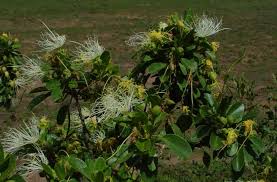 Image result for Maerua salicifolia