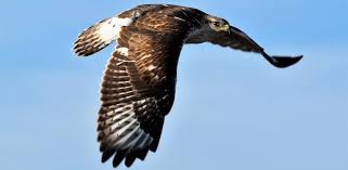 Slightly smaller than an american kestrel; Hunting Sky High Birds Of Prey In The Badlands U S National Park Service