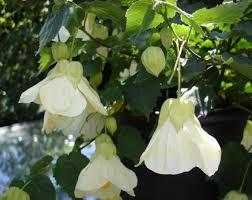 Image result for Abutilon grantii