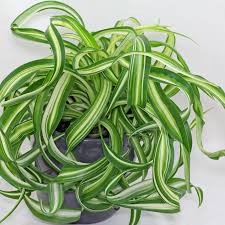 Image result for Chlorophytum zambiense