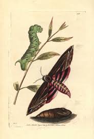 Image result for Sphinx ligustri