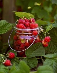 Melusineh Via Epingle Par Monica Frings Sur Green And Red Pinterest Fruit Berries Beautiful Fruits