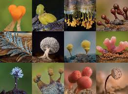 The Unexpected Beauty Of Dog Vomit And Other Slime Molds The New York Times