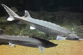 atlantic sturgeon noaa fisheries