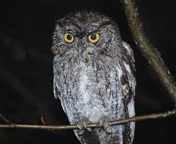 Western Screech Owl Facts Habitat Diet Life Cycle Baby Pictures
