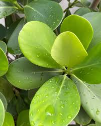 Image result for Clusiaceae