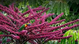 An adaptable gem perfect for growing indoors or out, the dwarf umbrella tree, also known as schefflera, makes the ultimate statement. Queensland Umbrella Tree San Diego Zoo Animals Plants