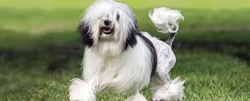 Funny lowchen svg dog files for cricut. Lowchen Dog Breed Profile Petfinder