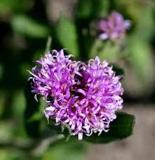 Image result for Vernonia galpinii