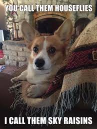 Funny Corgi Dog Refrigerator Magnet 3 1 2 X 3 1 2 Corgi Funny Corgi Dog Cute Animals