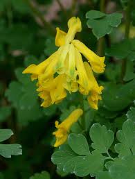 Image result for Corydalis