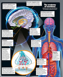 Articles Emotions Psychology Facts Medical Knowledge