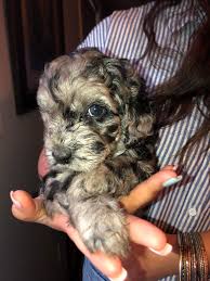 If you're looking for a labradoodle, you can't go wrong with our labradoodle breeders in oregon. Dreamydoodles Northwest Australian Labradoodles Aussiedoodles In Washington Oregon State