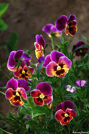Pin By Linda Gordon On Blumen Pansies Flowers Beautiful Flowers Flowers Nature