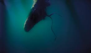 Image result for Deep Sea 2011 HS