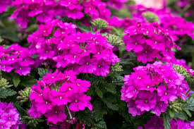 Verbena Vanessa Violet – Buy image – 14044325 ❘ GardenImage