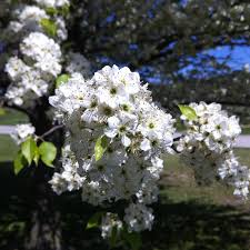 * images shown are of mature plants. Cleveland Select Flowering Pear Flowering Trees Stark Bro S