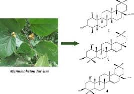 Image result for Manniophyton