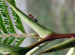 Image result for Acacia cornigera