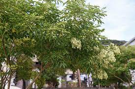 You can start your own tree lopping services at small or large scale, but without promotions, it will not be easy to get the attention of maximum people. The Greatest Small Evergreen Trees In Australia