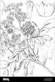 Image result for Dalbergia bracteolata