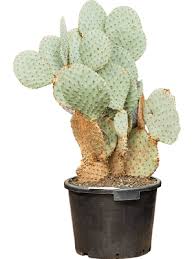 Image result for Euphorbia fortissima